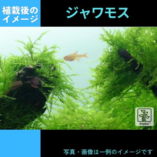 (Tropica・水草)ジャワモス＜1カップ＞【1・2・grow!】｜mame-store｜02