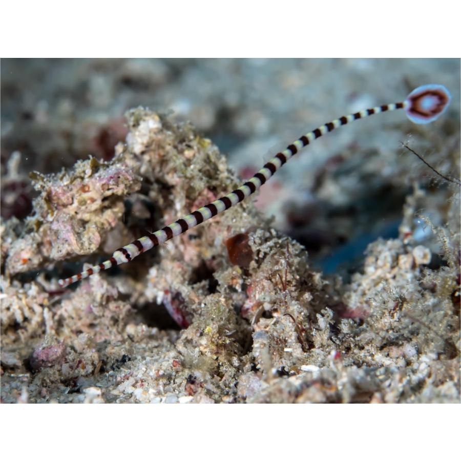 超歓迎された 3匹 10cm 海水魚 ヨウジウオ オイランヨウジ 観賞魚生体 Nontheistfriends Org