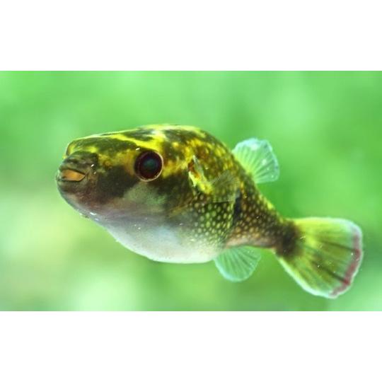 熱帯魚 フグ エメラルドパファー インド便 3cm 3匹 Zdsf0356 増子水景 通販 Yahoo ショッピング