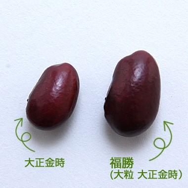 豆 金時豆 大粒 送料無料 北海道産 福勝 令和７年産 20kg 業務用_2