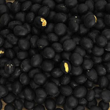 豆 黒豆 加工用 【等外品】大粒黒豆 北海道産 令和7年産 10kg 業務用