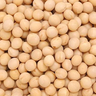 7年産・北海道産とよまさり大豆10kg 令和7年産】北海道産大粒白目大豆（とよまさり）（10kg） - 豆 通販