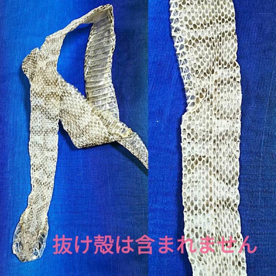 レア 帯 伊勢神宮 杉 切らずに一匹 白蛇 マムシ お守り 1000万円の帯