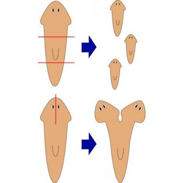 おもしろ雑貨 プラナリアのぬいぐるみ グッズ 雑貨 A Show 栄商 携帯ストラップ プラナリア ヒョウ 6ｃｍ ゆうパケット発送可 As 6606 まんぼう屋ドットコム Yahoo 店 通販 Yahoo ショッピング