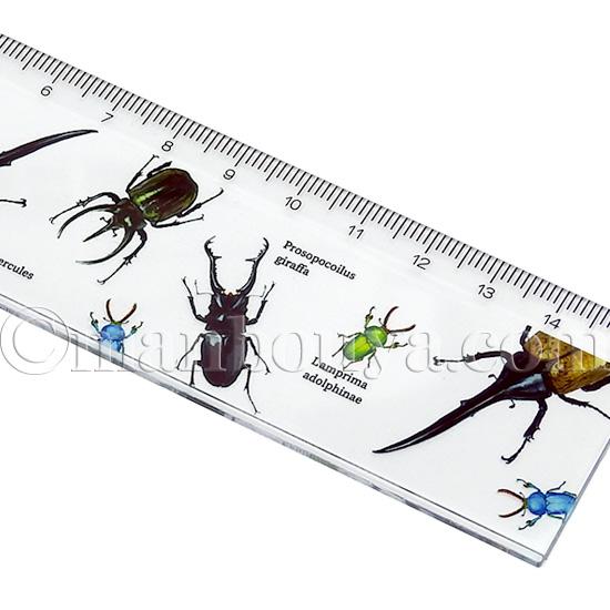 昆虫 グッズ 文房具 定規 15cm 透明 カブトムシ クワガタ クリア