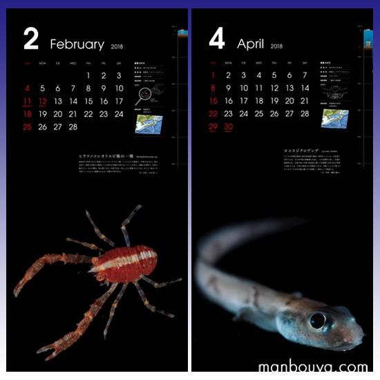 ご予約特典付き 深海生物図鑑カレンダー18年版 深海魚 グッズ インテリア 雑貨 まんぼう屋ドットコム ゆうパケット発送可 Cl 1171 まんぼう屋ドットコム Yahoo 店 通販 Yahoo ショッピング