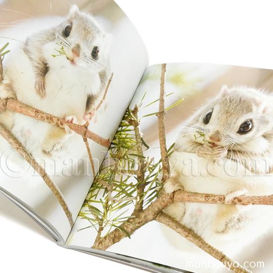 モモンガ グッズ 写真集 動物 本 世界一かわいい エゾモモンガ