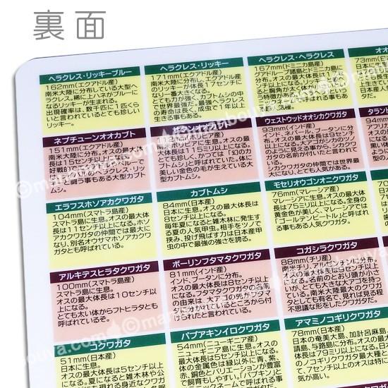 A4サイズ下敷き 昆虫 グッズ 図鑑したじき カブトムシ クワガタ A4サイズ下敷き 昆虫 グッズ 図鑑したじき カブトムシ クワガタ