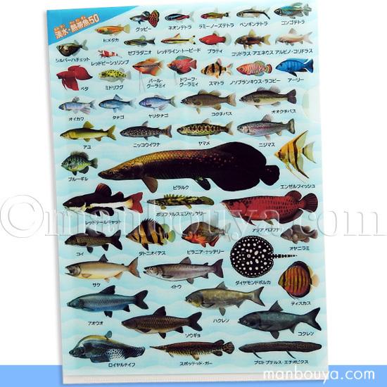 A4 クリアファイル 魚 図鑑 アロワナ ピラルク 文房具 ザ・アクセス