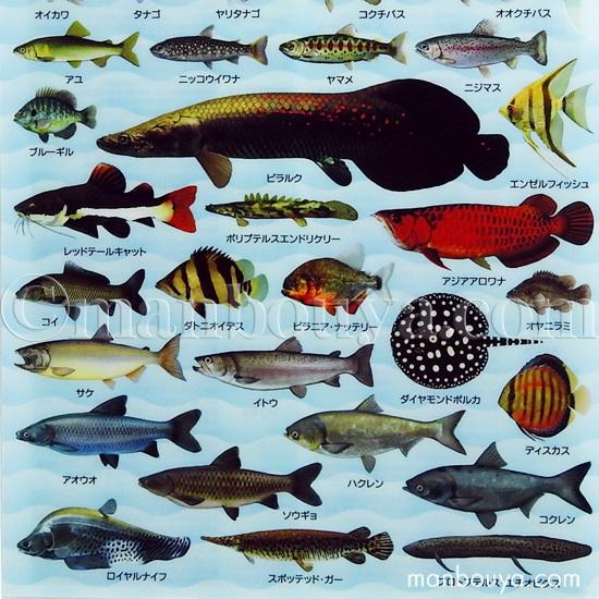 A4 クリアファイル 魚 図鑑 アロワナ ピラルク 文房具 ザ A4 クリアファイル 魚 図鑑 アロワナ ピラルク 文房具 ザ