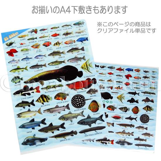 A4 クリアファイル 魚 図鑑 アロワナ ピラルク 文房具 ザ・アクセス