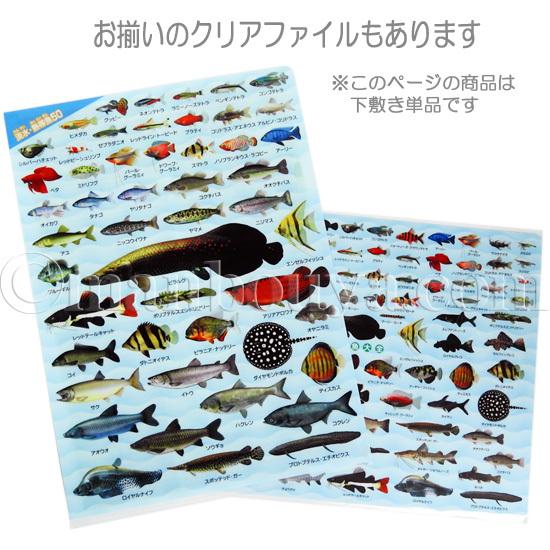 A4サイズ 下敷き 魚 図鑑 アロワナ ピラルク 文房具 ザ A4サイズ 下敷き 魚 図鑑 アロワナ ピラルク 文房具 ザ