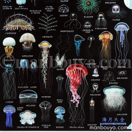 A4クリアファイル クラゲグッズ おもしろ文房具 くらげの図鑑 海月大全