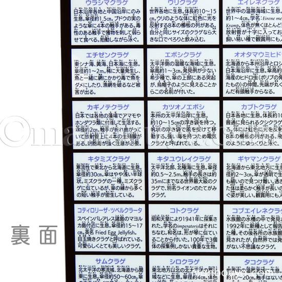 A4クリアファイル クラゲグッズ おもしろ文房具 くらげの図鑑 海月大全