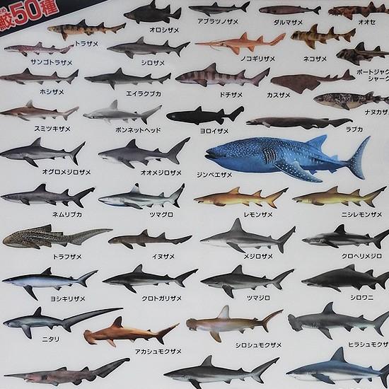 A4 クリアファイル サメ グッズ おもしろ文房具 鮫の図鑑 鮫大全