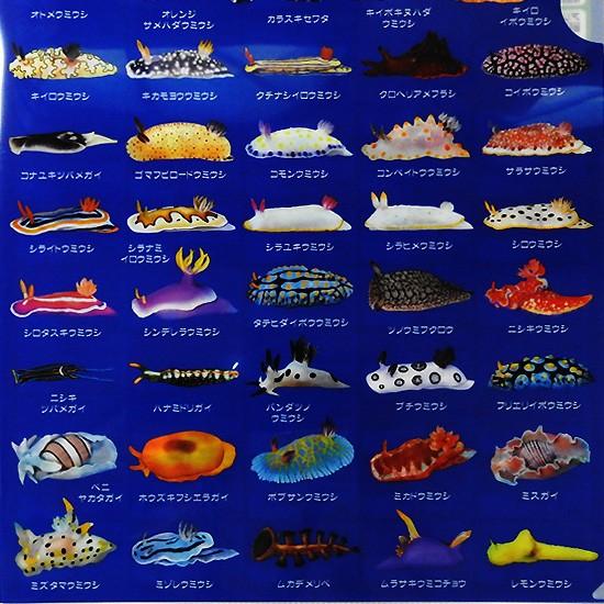 A4 クリアファイル ウミウシ グッズ 海牛 図鑑 ザ・アクセス うみうし