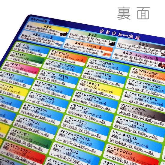 A4サイズのしたじき ウミウシ グッズ 図鑑タイプ 下敷き ザ