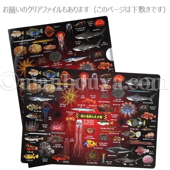 A4サイズ 下敷き 魚 クラゲ サメ 図鑑 大全シリーズ ザ・アクセス 海の