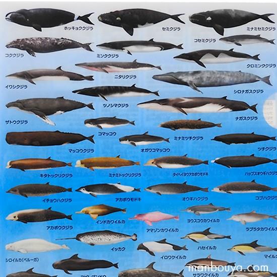 A4 クリアファイル クジラ イルカ 図鑑 文房具 ザ・アクセス 海の哺乳類大全 メール便発送可｜manbouya｜02