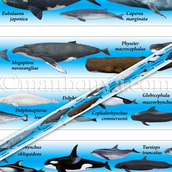 マスキングテープ マステ クジラ イルカ シャチ 水族館グッズ ザ アクセス マリンフレンズ 海の哺乳類大全 15mm幅 ゆうパケット発送可 Za まんぼう屋ドットコム Yahoo 店 通販 Yahoo ショッピング
