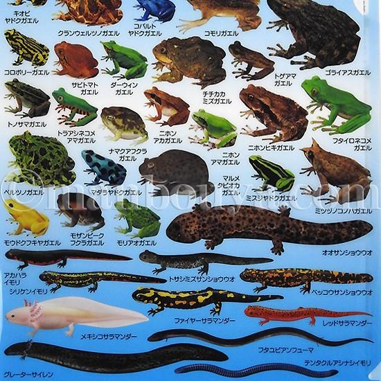 クリアファイル カエル サンショウウオ 図鑑 文房具 ザ アクセス 両棲類大全 クリアホルダー メール便発送可 Za 0285 まんぼう屋ドットコム Yahoo 店 通販 Yahoo ショッピング