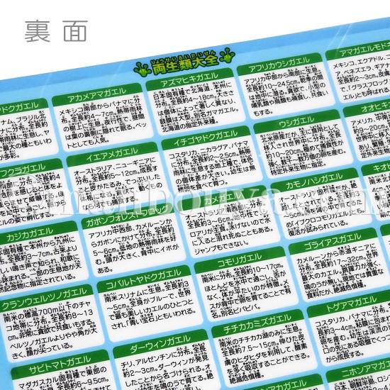 A4 クリアファイル カエル サンショウウオ 図鑑 文房具 ザ・アクセス