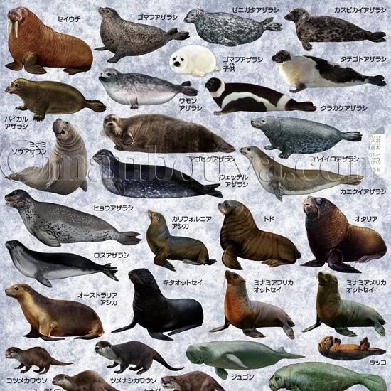 ペンギン アザラシ 文房具 A4 クリアファイル 図鑑 大全シリーズ ザ