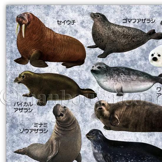 ペンギン アザラシ 文房具 A4 クリアファイル 図鑑 大全シリーズ ザ