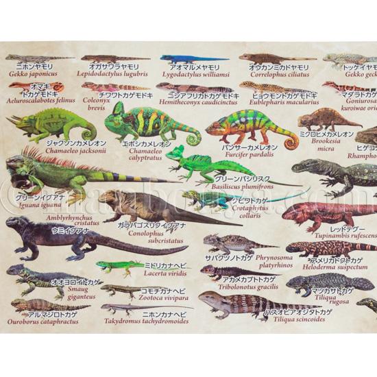 爬虫類用品色々 Amazon.co.jp: DTZY 亀ライト 水生爬虫類 ライト 電球25W+50WUVA