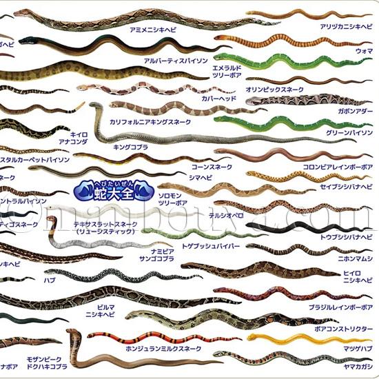 A4サイズ 下敷き ヘビ 蛇 図鑑 爬虫類 文房具 ザ・アクセス ヘビ A4サイズ 下敷き ヘビ 蛇 図鑑 爬虫類 文房具 ザ・アクセス ヘビ