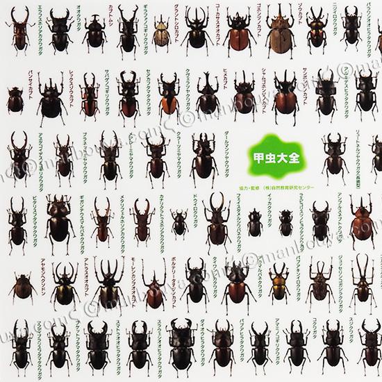 A4 下敷き 昆虫 文房具 図鑑シリーズ ザ・アクセス 甲虫大全 したじき