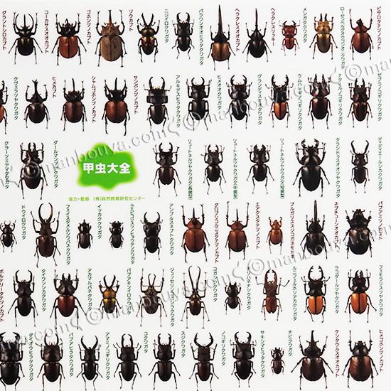 A4 下敷き 昆虫 文房具 図鑑シリーズ ザ・アクセス 甲虫大全 したじき