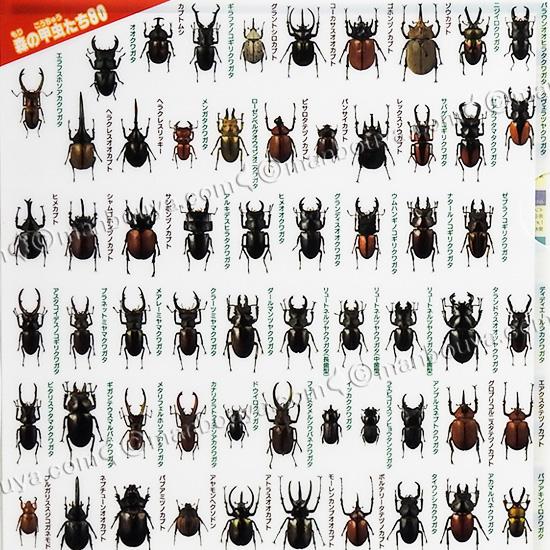 A4 クリアファイル 昆虫 文房具 図鑑シリーズ ザ・アクセス 甲虫大全