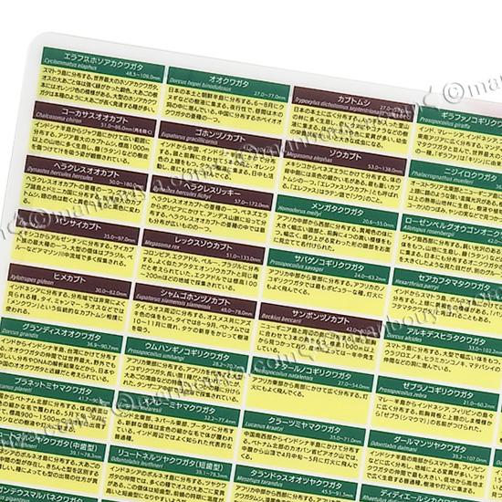 A4 クリアファイル 昆虫 文房具 図鑑シリーズ ザ・アクセス 甲虫大全