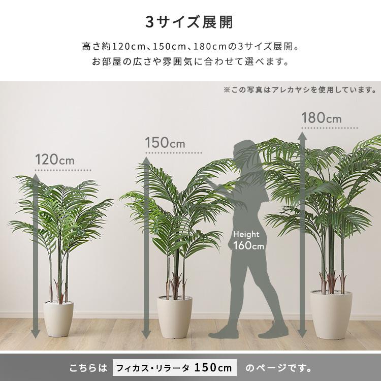 お手入れ簡単フェイクグリーン フィカス・リラータ Mサイズ(150cm)の画像