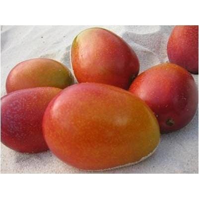 《贈答用》宮古島産アップルマンゴー2kg（4〜6個入り）｜mango-2gou｜05