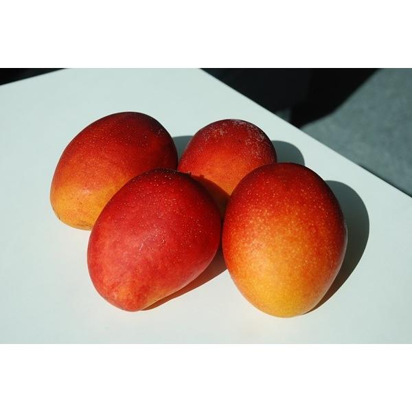 宮古島産アップルマンゴー2kg（4〜6個入り）｜mango-2gou｜13