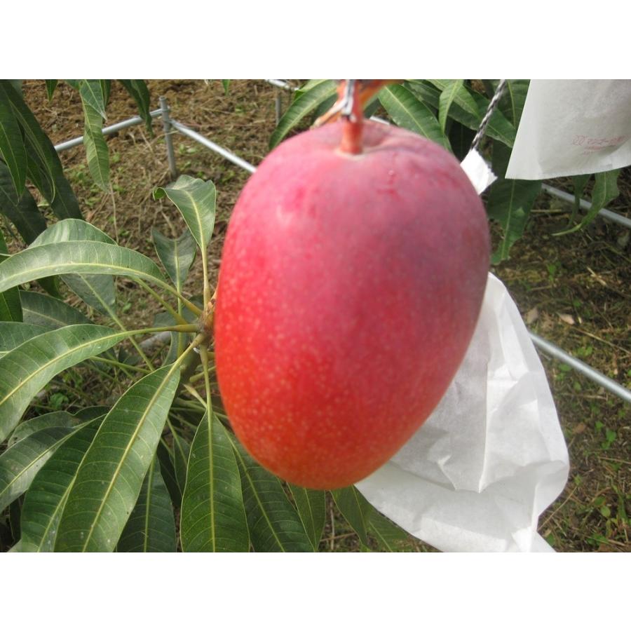 宮古島産アップルマンゴー2kg（4〜6個入り）｜mango-2gou｜04