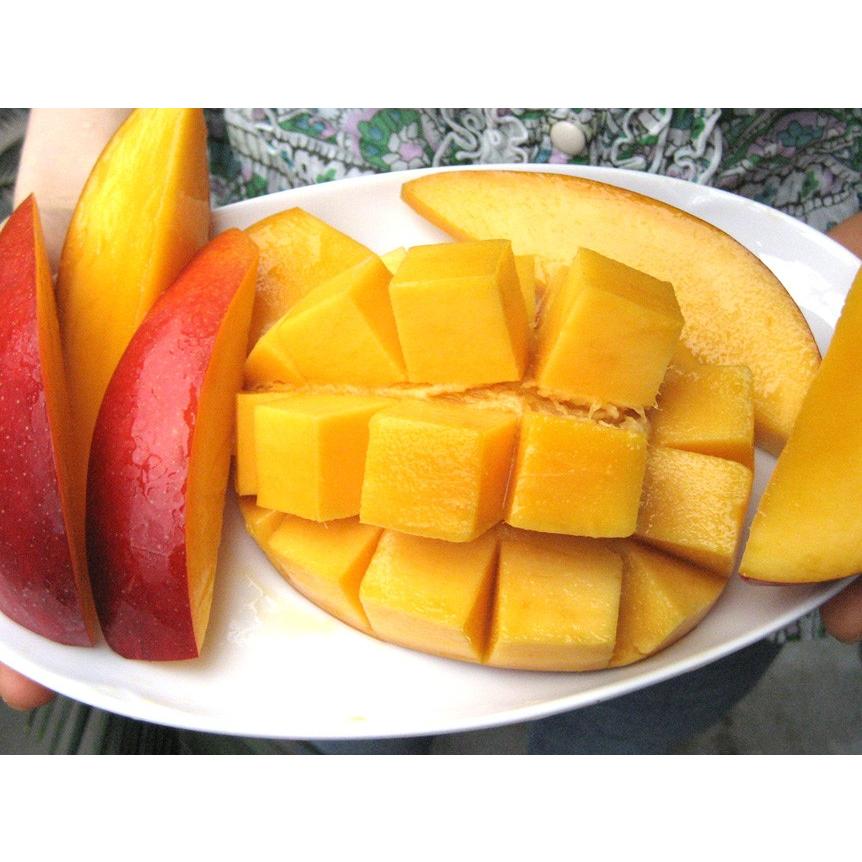 【訳あり】徳之島産  ミニアップルマンゴー  4.2キロオーバー 　【送料込】 mango-2gou_m007