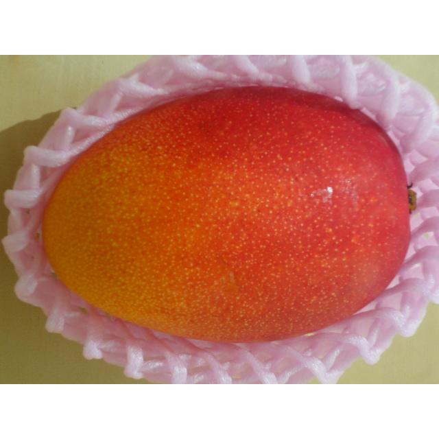 《訳あり2kg》家庭用・格安　宮古島産　アップルマンゴー2kg（4〜6個入り）｜mango-2gou｜14