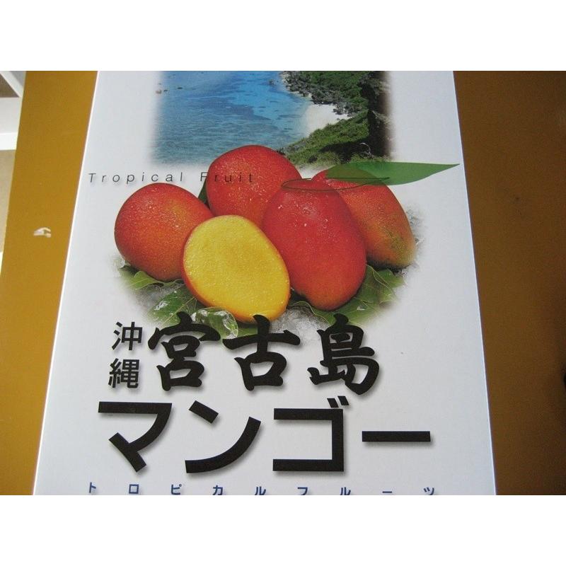 限定1箱❗️ 採れたて宮古島産マンゴー 2kg 訳あり 楽天市場】宮古島