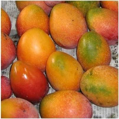 《訳あり2kg》家庭用・格安　宮古島産　アップルマンゴー2kg（4〜6個入り）｜mango-2gou｜05