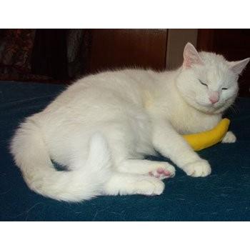 猫おもちゃ ネコ ねこ DW00004-3 Yeowww! 100% Organic Catnip Toy, Yellow Banana 3 Pack｜maniacs-shop｜02