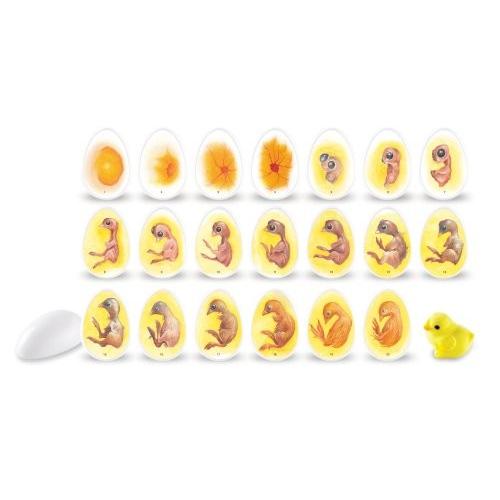 知育玩具 パズル ブロック LER2733 Unisex Children Learning Resources Chick Life Cycle Exploration Se