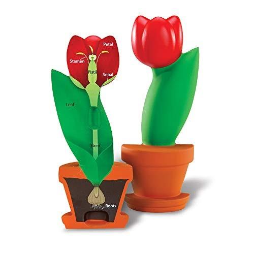 Learning Resources Flower Anatomy Model - Cross-Section Foam Plant Biology STEM Toy