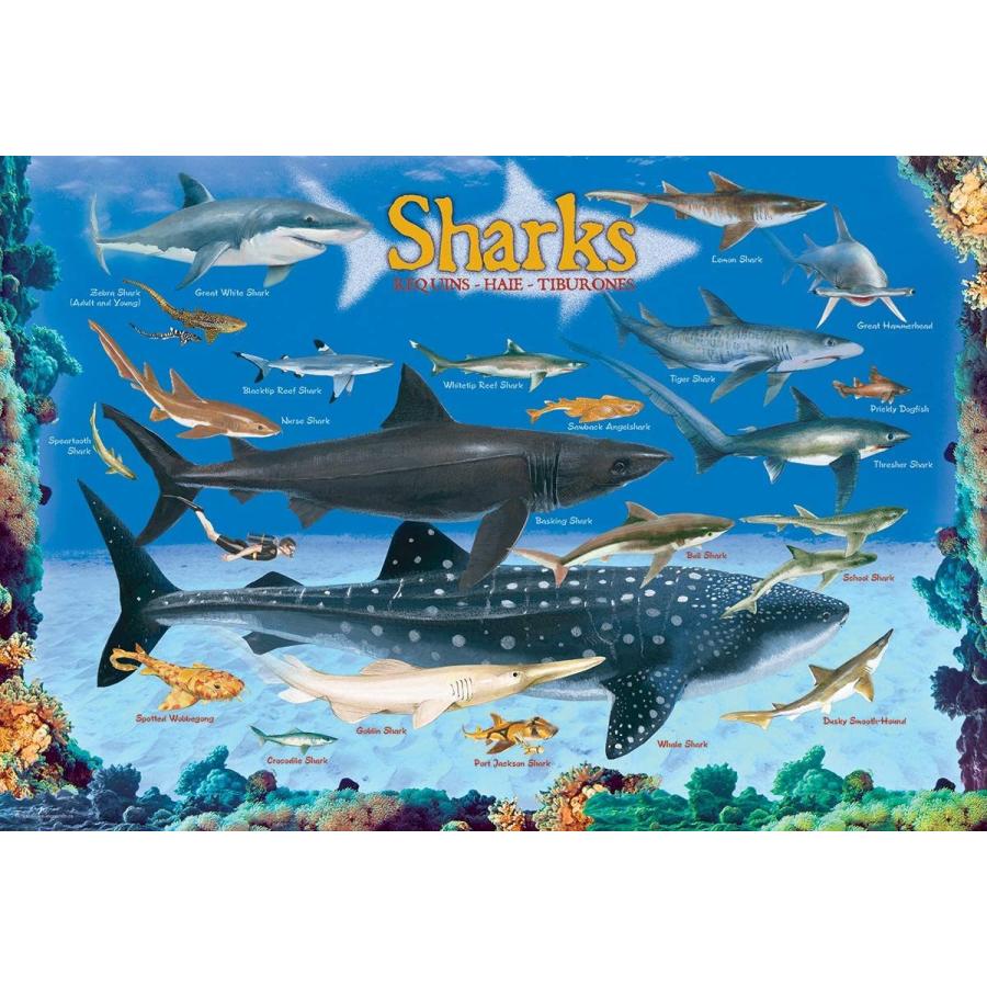 ジグソーパズル 海外製 アメリカ 6100-0079 Sharks 100 Piece Jigsaw Puzzle_1