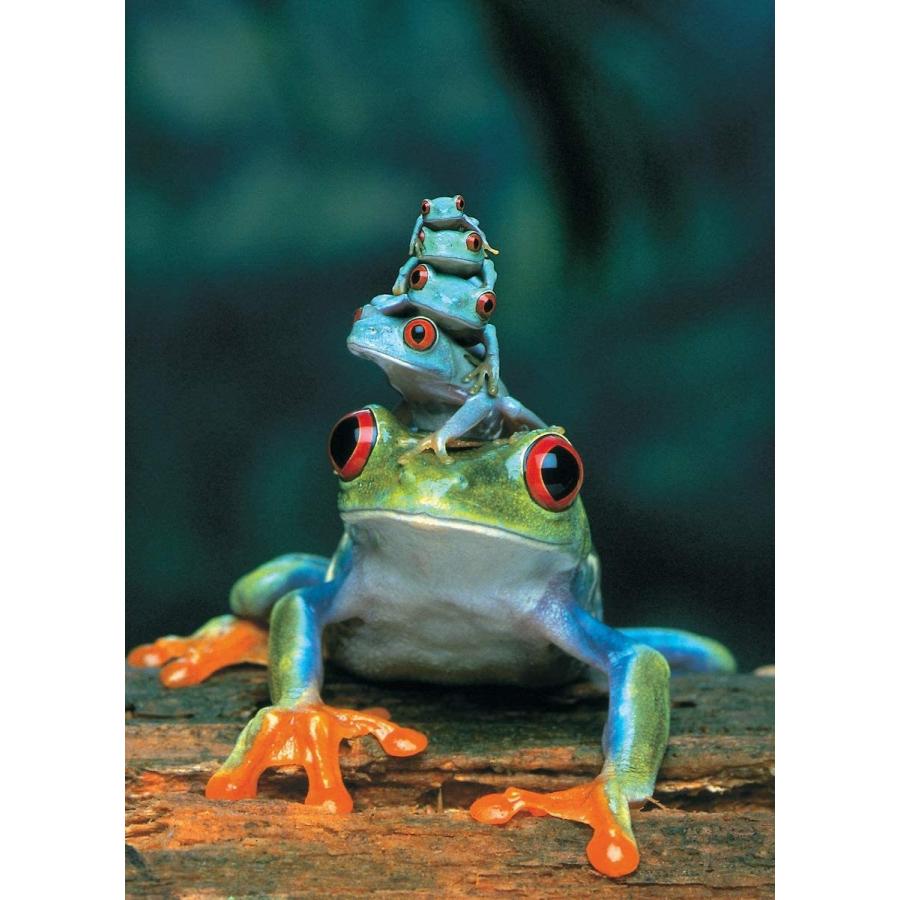ジグソーパズル 海外製 アメリカ 6000-3004 EuroGraphics Red Eyed Tree Frog 1000 Piece Puzzle (6000の画像