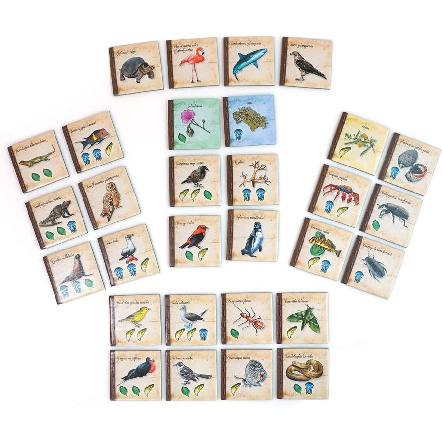 ボードゲーム 英語 アメリカ AAX6001 On The Origin of Species | An Evolutionary Research Board Gameの画像