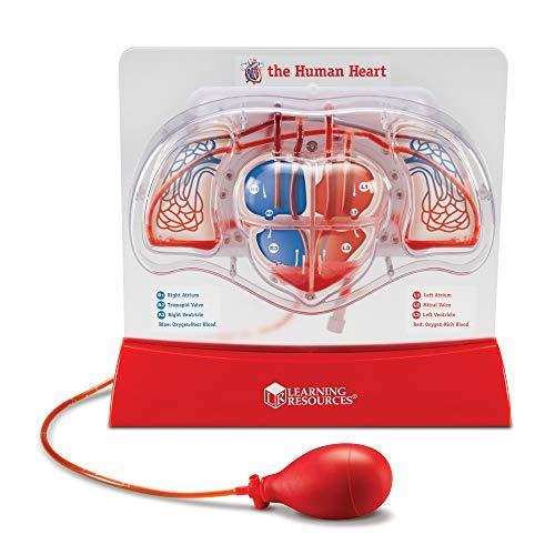知育玩具 パズル ブロック LER3535 Learning Resources Pumping Heart Model - 1 Piece, Grades 3+ | Ages