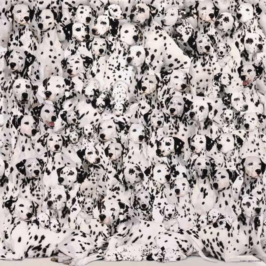 ジグソーパズル 海外製 アメリカ 895 World's Most Difficult Jigsaw Puzzle: Dalmatians_1